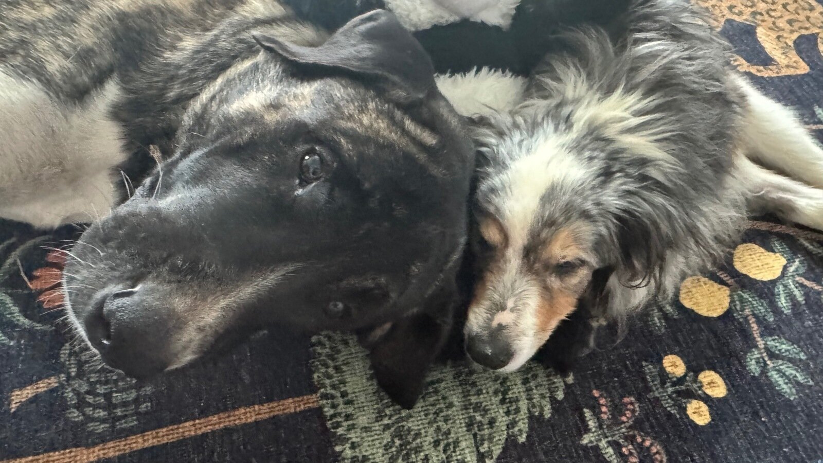 Snuggles lying next to another dog from the public petition